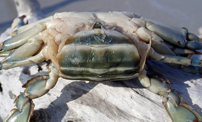 female crab 8crabs